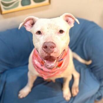 Strawberry Sugar Pop -  American Staffordshire Terrier and Pit Bull Terrier Dog for Adoption in Friendswood, Texas - Strawberry Sugar Pop | PetCurious