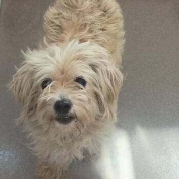 Norma 22470 -  Terrier and Mixed Breed Dog for Adoption in Cumming, Georgia - Norma 22470 | PetCurious
