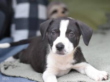 Mia -  Australian Cattle Dog Blue Heeler Dog for Adoption in Sioux City, Iowa - Mia | PetCurious