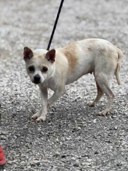 Rescue Chihuahua Dogs for Adoption in Evansville, Indiana - Annika | PetCurious