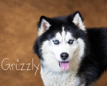 Siberian Husky Dogs Available for Adoption in Somerset, Pennsylvania - Grizzly | PetCurious