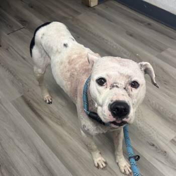 Rescue Terrier Dogs for Adoption in St. Louis, Missouri - Miss Lily Girl | PetCurious