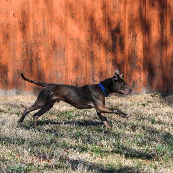PB&J -  Pit Bull Terrier Dog for Adoption in Columbia, Missouri - PB&J | PetCurious