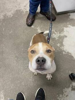 Joker -  Mixed Breed Dog for Adoption in West Chester, Pennsylvania - Joker | PetCurious