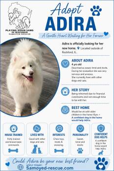 Adira -  Samoyed Dog for Adoption in Milwaukee, Wisconsin - Adira | PetCurious