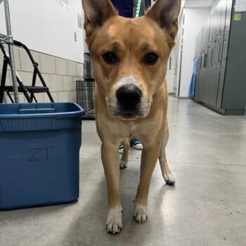 Shepherd Dogs Available for Adoption in Des Moines, Iowa - Samaje | PetCurious