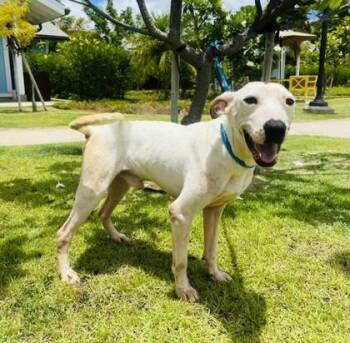 Alto -  Hound and Mixed Breed Dog for Adoption in Honolulu, Hawaii - Alto | PetCurious