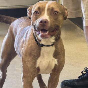 Pit Bull Terrier Dogs Available for Adoption in York, Pennsylvania - YORK-Stray-15405 | PetCurious