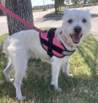 LUNA -  West Highland White Terrier Westie Dog for Adoption in Dallas, Texas - LUNA | PetCurious