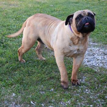 Bullmastiff Dogs Available for Adoption - Bianca | PetCurious
