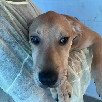 Cyrus -  Hound and Mixed Breed Dog for Adoption in Marble, North Carolina - Cyrus | PetCurious