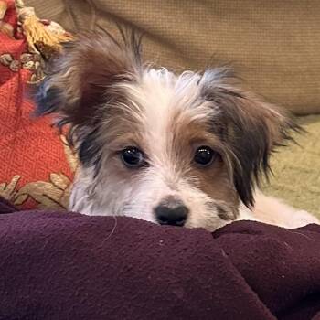 Meet Cassidy — Tiny Girl, Giant Lamb Chop -  Papillon and Yorkshire Terrier Dog for Adoption in Houston, Texas - Meet Cassidy — Tiny Girl, Giant Lamb Chop | PetCurious