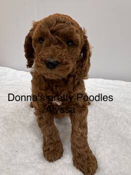 Miniature Poodle Dogs Available for Sale - Alyssa | PetCurious