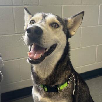 Siberian Husky Dogs Available for Adoption in Klein, Texas - Queen Arianna  | PetCurious