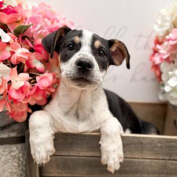 Cardigan Welsh Corgi and Beagle Dogs Available for Adoption - Nugget | PetCurious