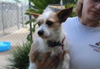 Terrier and Mixed Breed Dogs Available for Adoption in Brunswick, Georgia - Lora Lee | PetCurious