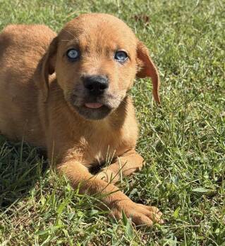 Blue Eyes -  Mixed Breed Dog for Adoption in Vicksburg, Mississippi - Blue Eyes | PetCurious