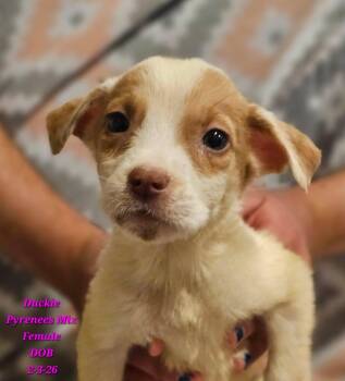 Great Pyrenees Dogs Available for Adoption - Duckie | PetCurious