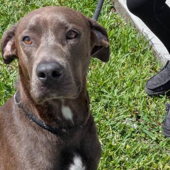 Princess Poppy 6016 -  Weimaraner and Mixed Breed Dog for Adoption in Loxahatchee Groves, Florida - Princess Poppy 6016 | PetCurious