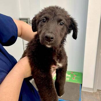 Labrador Retriever and Terrier Dogs Available for Adoption - BUNNIE | PetCurious