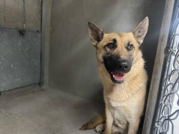 German Shepherd Dog Dogs Available for Adoption in San Bernardino, California - DONNA | PetCurious