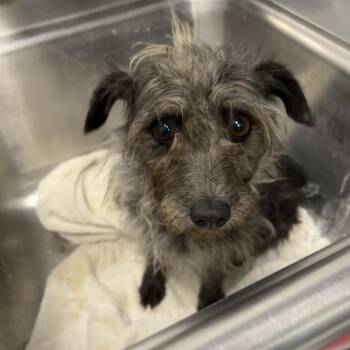 Navy -  Yorkshire Terrier and Maltese Dog for Adoption in Birmingham, Alabama - Navy | PetCurious