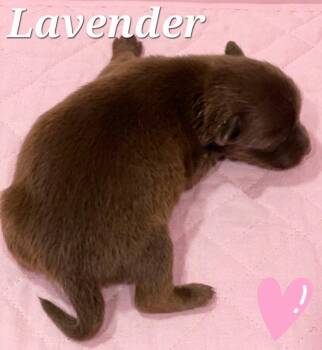 Lavender -  Feist Dog for Adoption in Rutherfordton, North Carolina - Lavender | PetCurious