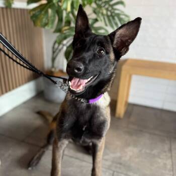 Rescue Belgian Shepherd Malinois Dogs for Adoption in Whittier, California - Kaya | PetCurious