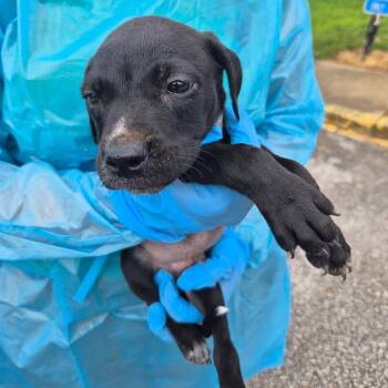 Cruz -  Mixed Breed Dog for Adoption in Corinth, Mississippi - Cruz | PetCurious