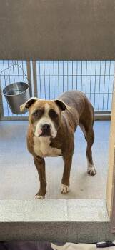 DUNK -  Pit Bull Terrier Dog for Adoption in Tustin, California - DUNK | PetCurious
