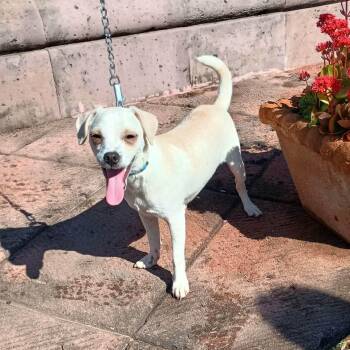 Chihuahua Dogs Available for Adoption - Camilo | PetCurious