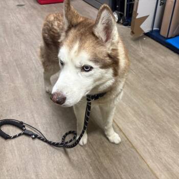 Husky Dogs Available for Adoption in Pasadena, California - NANOOK | PetCurious