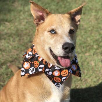 Doug -  Husky and Labrador Retriever Dog for Adoption in Magnolia Springs, Alabama - Doug | PetCurious