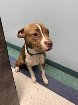 Rescue Boxer Dogs for Adoption in Troy, Alabama - Judy | PetCurious