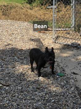Bean -  French Bulldog Dog for Adoption in Wever, Iowa - Bean | PetCurious
