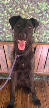 Napoleon Dynamite -  Mixed Breed Dog for Adoption in Wayne, New Jersey - Napoleon Dynamite | PetCurious
