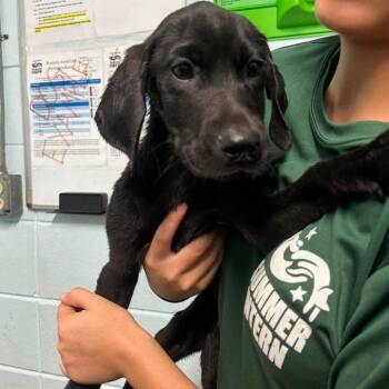 Manzanita -  Black Labrador Retriever and Mixed Breed Dog for Adoption in Austin, Texas - Manzanita | PetCurious
