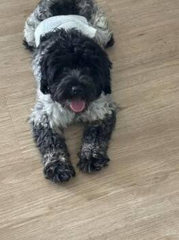 Alex -  Standard Poodle and Mixed Breed Dog for Adoption in Fort Worth, Texas - Alex | PetCurious