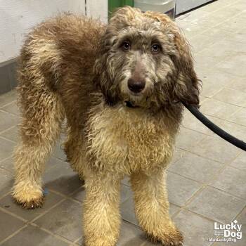 Poodle Dogs Available for Adoption in Washington, District Of Columbia - Turk | PetCurious