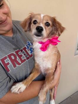 Parkng Ticket -  Chihuahua Dog for Adoption in Mckinney, Texas - Parkng Ticket | PetCurious