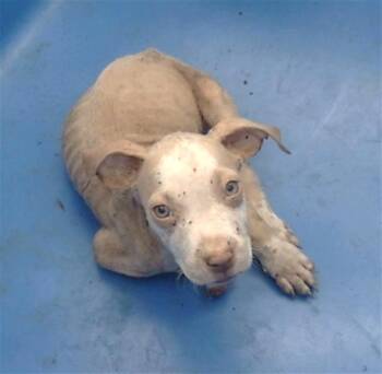 Rescue Mixed Breed Dogs for Adoption in Dallas, Texas - SATURN | PetCurious