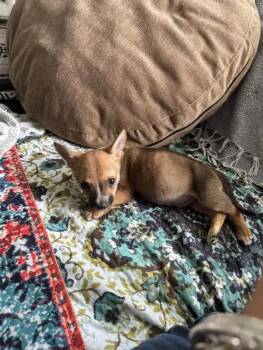 Mixed Breed Dogs Available for Adoption in Wyoming, Michigan - Half Pint | PetCurious