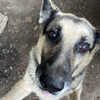 Duke -  German Shepherd Dog Dog for Adoption in Tupelo, Mississippi - Duke | PetCurious