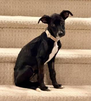 Rescue Whippet and Hound Dogs for Adoption in Atlanta, Georgia - Tux | PetCurious