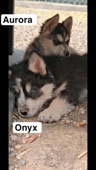 Husky Dogs Available for Adoption in Lafayette, Colorado - Onyx | PetCurious
