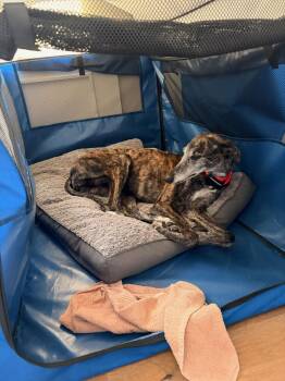 Greyhound and Saluki Dogs Available for Adoption - Lydia | PetCurious