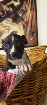 Rescue Mixed Breed Dogs for Adoption in Brownstown, Indiana - Tres | PetCurious