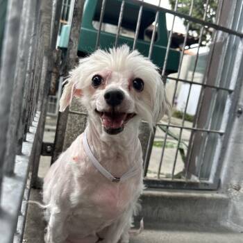 Miss Cotton -  Havanese and Mixed Breed Dog for Adoption in Pasadena, California - Miss Cotton | PetCurious
