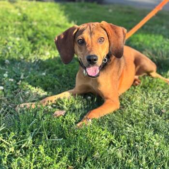 Rescue Hound Dogs for Adoption in Parkersburg, West Virginia - Ed | PetCurious