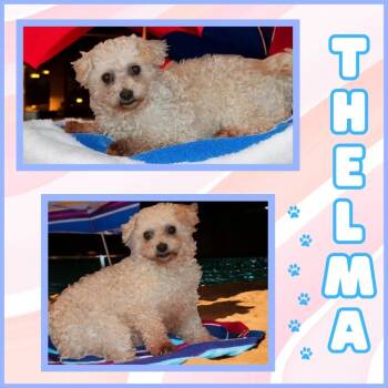 Rescue Poodle Dogs for Adoption in Mesa, Arizona - Thelma | PetCurious